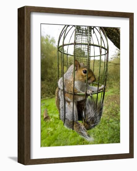 Grey Squirrel Trapped Inside a Squirrel Proof Bird Feeder-null-Framed Photographic Print