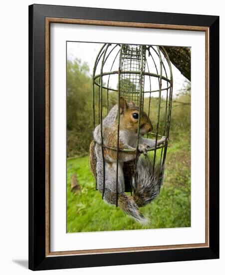 Grey Squirrel Trapped Inside a Squirrel Proof Bird Feeder-null-Framed Photographic Print