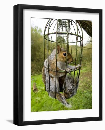 Grey Squirrel Trapped Inside a Squirrel Proof Bird Feeder--Framed Photographic Print