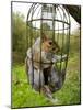 Grey Squirrel Trapped Inside a Squirrel Proof Bird Feeder-null-Mounted Photographic Print