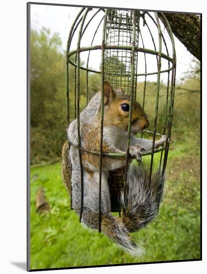 Grey Squirrel Trapped Inside a Squirrel Proof Bird Feeder-null-Mounted Photographic Print