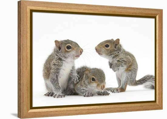 Grey Squirrels (Sciurus Carolinensis) Three Young Hand-Reared Portrait-Mark Taylor-Framed Premier Image Canvas