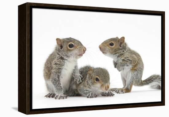 Grey Squirrels (Sciurus Carolinensis) Three Young Hand-Reared Portrait-Mark Taylor-Framed Premier Image Canvas