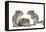 Grey Squirrels (Sciurus Carolinensis) Three Young Hand-Reared Portrait-Mark Taylor-Framed Premier Image Canvas