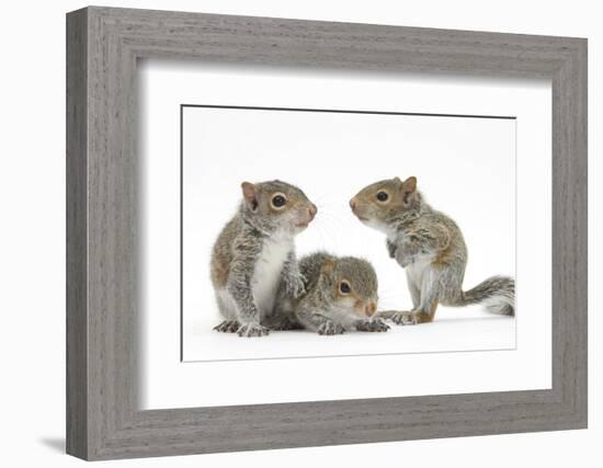 Grey Squirrels (Sciurus Carolinensis) Three Young Hand-Reared Portrait-Mark Taylor-Framed Photographic Print