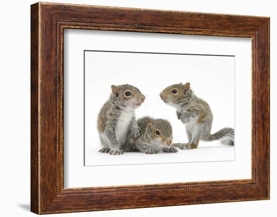 Grey Squirrels (Sciurus Carolinensis) Three Young Hand-Reared Portrait-Mark Taylor-Framed Photographic Print