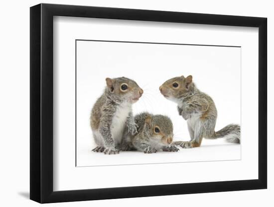 Grey Squirrels (Sciurus Carolinensis) Three Young Hand-Reared Portrait-Mark Taylor-Framed Photographic Print