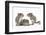 Grey Squirrels (Sciurus Carolinensis) Three Young Hand-Reared Portrait-Mark Taylor-Framed Photographic Print