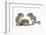 Grey Squirrels (Sciurus Carolinensis) Three Young Hand-Reared Portrait-Mark Taylor-Framed Photographic Print