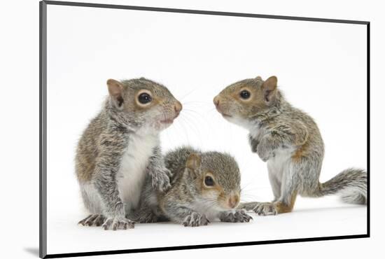 Grey Squirrels (Sciurus Carolinensis) Three Young Hand-Reared Portrait-Mark Taylor-Mounted Photographic Print