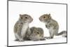 Grey Squirrels (Sciurus Carolinensis) Three Young Hand-Reared Portrait-Mark Taylor-Mounted Photographic Print