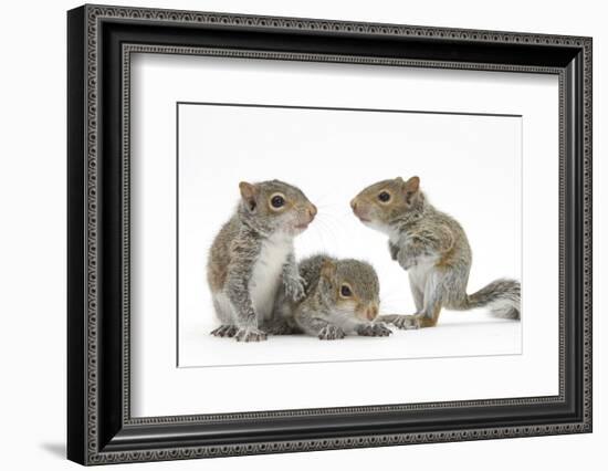 Grey Squirrels (Sciurus Carolinensis) Three Young Hand-Reared Portrait-Mark Taylor-Framed Photographic Print