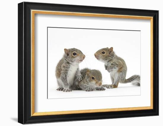 Grey Squirrels (Sciurus Carolinensis) Three Young Hand-Reared Portrait-Mark Taylor-Framed Photographic Print