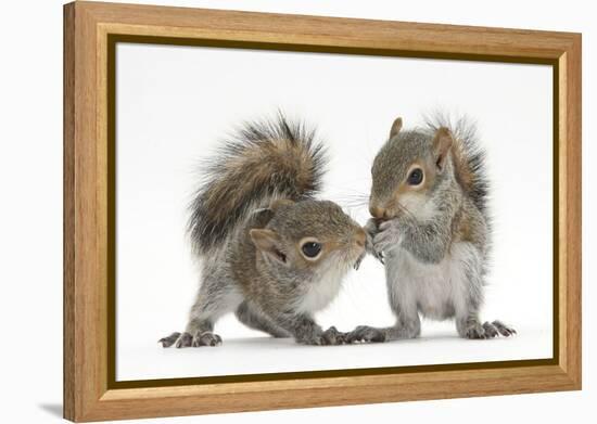 Grey Squirrels (Sciurus Carolinensis) Two Young Hand-Reared Babies Portrait-Mark Taylor-Framed Premier Image Canvas