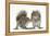 Grey Squirrels (Sciurus Carolinensis) Two Young Hand-Reared Babies Portrait-Mark Taylor-Framed Premier Image Canvas