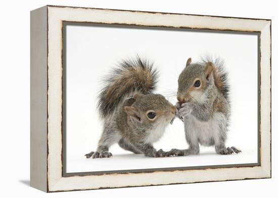 Grey Squirrels (Sciurus Carolinensis) Two Young Hand-Reared Babies Portrait-Mark Taylor-Framed Premier Image Canvas