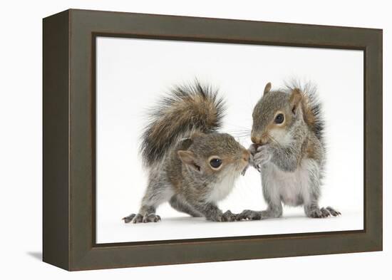 Grey Squirrels (Sciurus Carolinensis) Two Young Hand-Reared Babies Portrait-Mark Taylor-Framed Premier Image Canvas