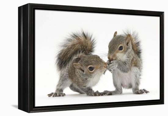 Grey Squirrels (Sciurus Carolinensis) Two Young Hand-Reared Babies Portrait-Mark Taylor-Framed Premier Image Canvas