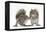 Grey Squirrels (Sciurus Carolinensis) Two Young Hand-Reared Babies Portrait-Mark Taylor-Framed Premier Image Canvas