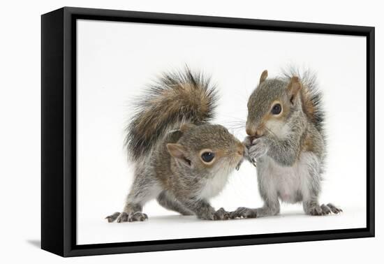 Grey Squirrels (Sciurus Carolinensis) Two Young Hand-Reared Babies Portrait-Mark Taylor-Framed Premier Image Canvas