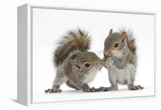 Grey Squirrels (Sciurus Carolinensis) Two Young Hand-Reared Babies Portrait-Mark Taylor-Framed Premier Image Canvas