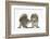 Grey Squirrels (Sciurus Carolinensis) Two Young Hand-Reared Babies Portrait-Mark Taylor-Framed Photographic Print