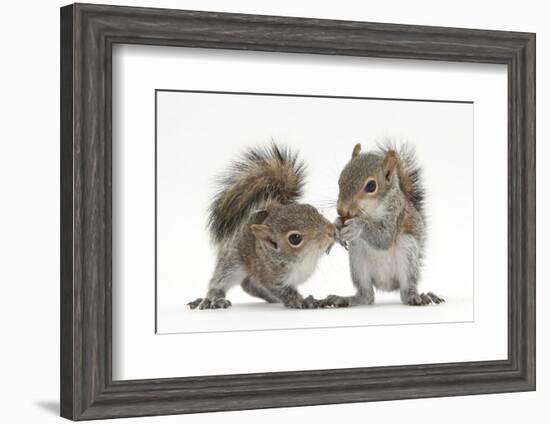 Grey Squirrels (Sciurus Carolinensis) Two Young Hand-Reared Babies Portrait-Mark Taylor-Framed Photographic Print