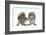 Grey Squirrels (Sciurus Carolinensis) Two Young Hand-Reared Babies Portrait-Mark Taylor-Framed Photographic Print