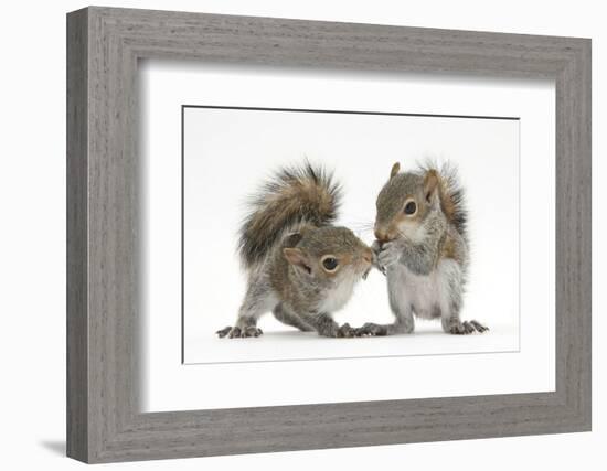 Grey Squirrels (Sciurus Carolinensis) Two Young Hand-Reared Babies Portrait-Mark Taylor-Framed Photographic Print