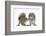 Grey Squirrels (Sciurus Carolinensis) Two Young Hand-Reared Babies Portrait-Mark Taylor-Framed Photographic Print