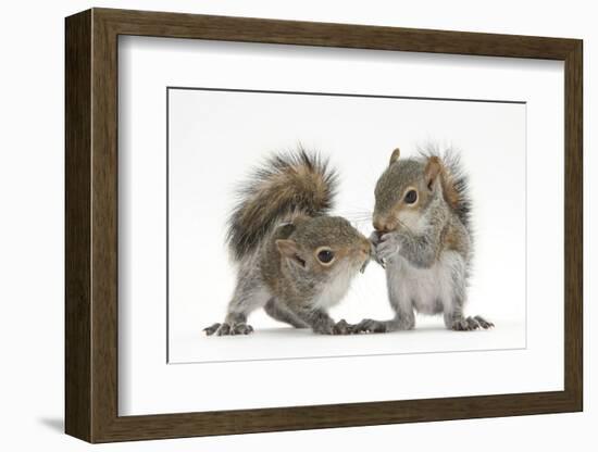 Grey Squirrels (Sciurus Carolinensis) Two Young Hand-Reared Babies Portrait-Mark Taylor-Framed Photographic Print