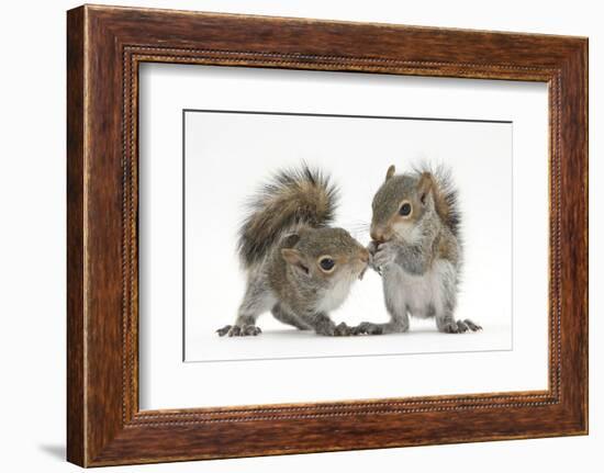 Grey Squirrels (Sciurus Carolinensis) Two Young Hand-Reared Babies Portrait-Mark Taylor-Framed Photographic Print