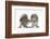 Grey Squirrels (Sciurus Carolinensis) Two Young Hand-Reared Babies Portrait-Mark Taylor-Framed Photographic Print