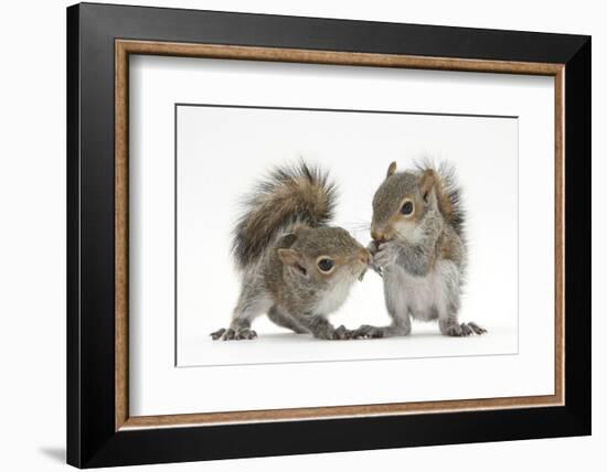 Grey Squirrels (Sciurus Carolinensis) Two Young Hand-Reared Babies Portrait-Mark Taylor-Framed Photographic Print