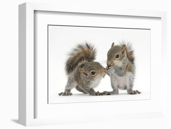 Grey Squirrels (Sciurus Carolinensis) Two Young Hand-Reared Babies Portrait-Mark Taylor-Framed Photographic Print