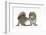 Grey Squirrels (Sciurus Carolinensis) Two Young Hand-Reared Babies Portrait-Mark Taylor-Framed Photographic Print