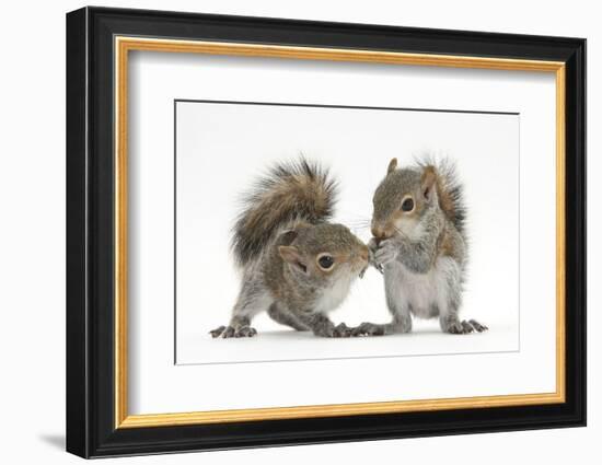 Grey Squirrels (Sciurus Carolinensis) Two Young Hand-Reared Babies Portrait-Mark Taylor-Framed Photographic Print