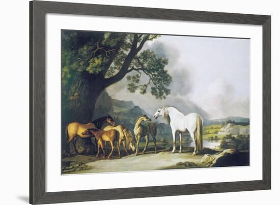 Grey Stallion with Mares and Foals-George Stubbs-Framed Premium Giclee Print