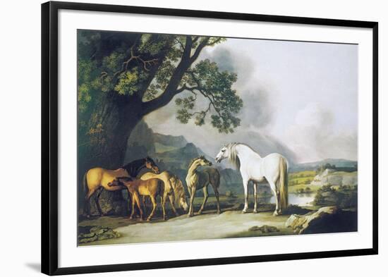 Grey Stallion with Mares and Foals-George Stubbs-Framed Premium Giclee Print