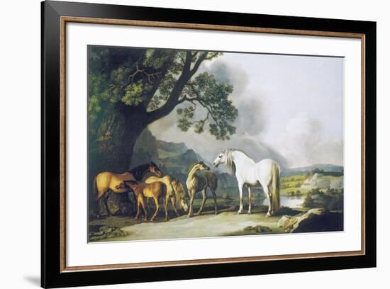 Grey Stallion with Mares and Foals-George Stubbs-Framed Premium Giclee Print