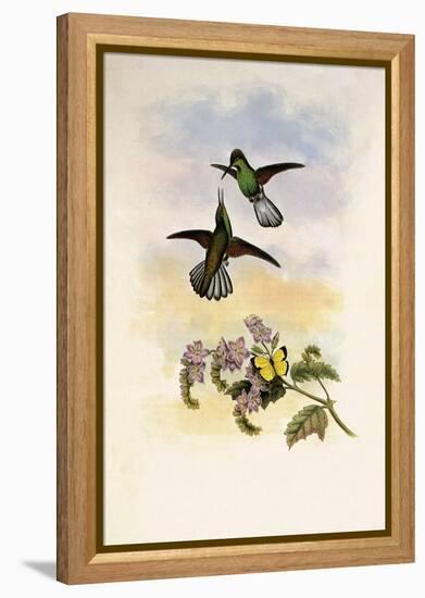 Grey Stripetail, Eupherusa Poliocerca-John Gould-Framed Premier Image Canvas