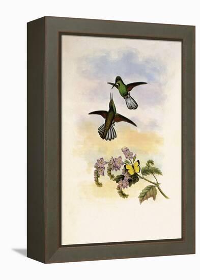 Grey Stripetail, Eupherusa Poliocerca-John Gould-Framed Premier Image Canvas