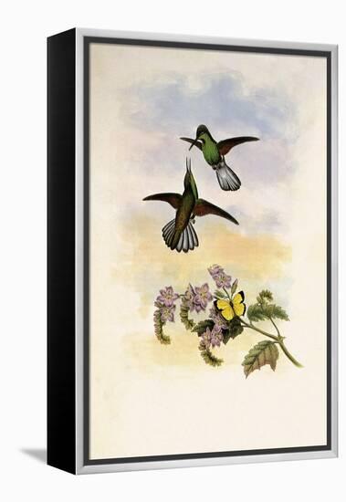 Grey Stripetail, Eupherusa Poliocerca-John Gould-Framed Premier Image Canvas