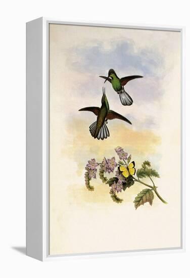 Grey Stripetail, Eupherusa Poliocerca-John Gould-Framed Premier Image Canvas