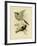 Grey Struthidea or Apostlebird, 1891-Gracius Broinowski-Framed Giclee Print