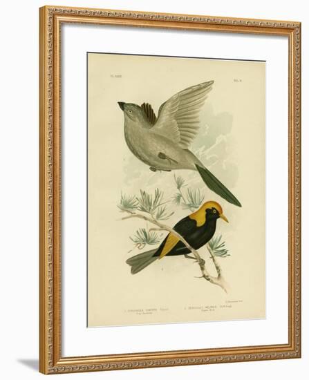 Grey Struthidea or Apostlebird, 1891-Gracius Broinowski-Framed Giclee Print