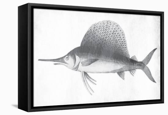 Grey Sword Fish-Jace Grey-Framed Stretched Canvas