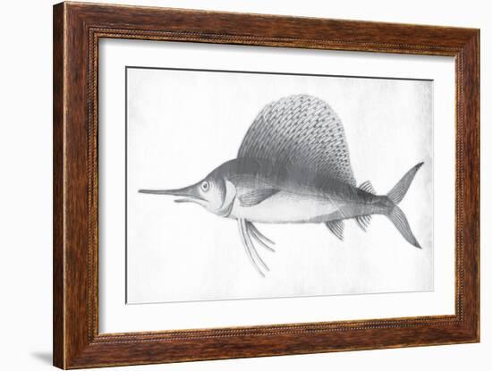 Grey Sword Fish-Jace Grey-Framed Art Print