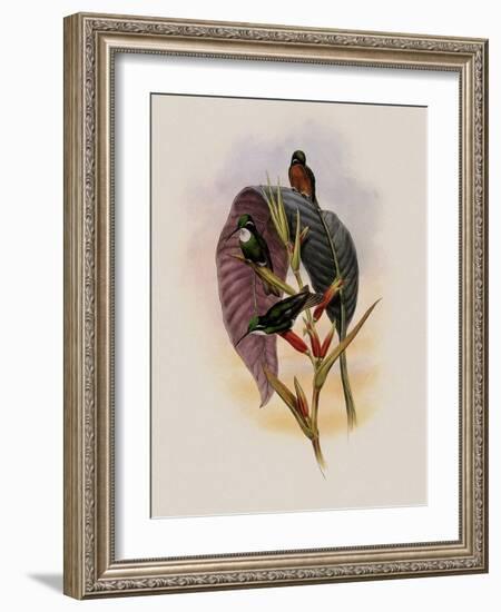 Grey-Tailed Hummingbird, Oreopyra Cinereicauda-John Gould-Framed Giclee Print