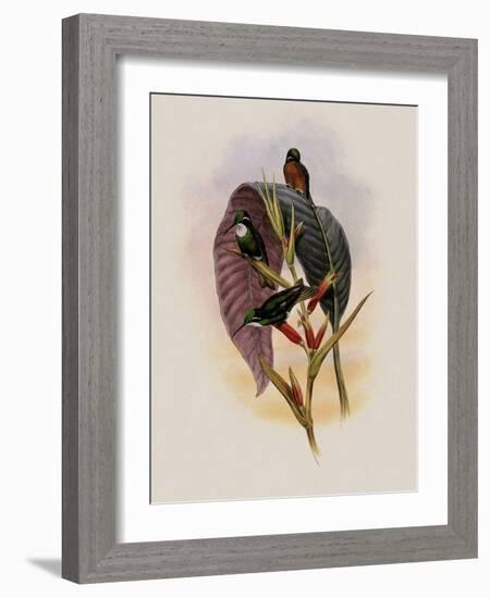 Grey-Tailed Hummingbird, Oreopyra Cinereicauda-John Gould-Framed Giclee Print